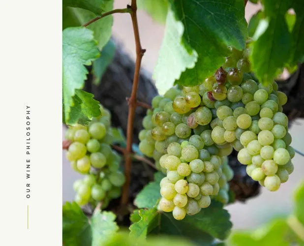 grapes