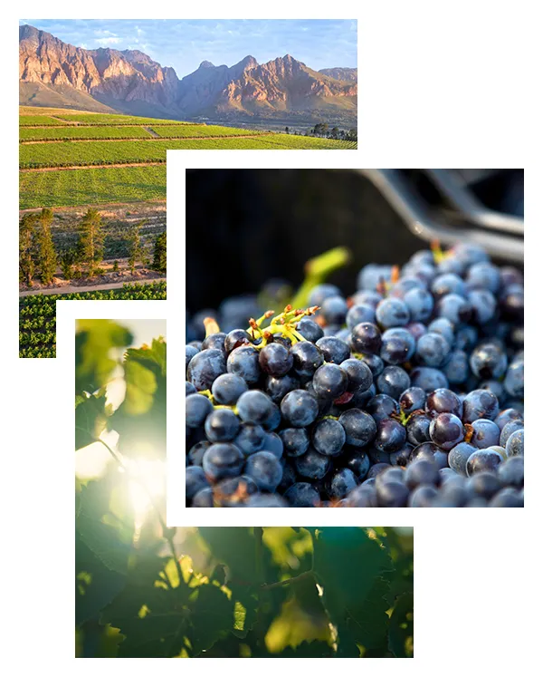 brookdale-wine-farm-landscapes-01