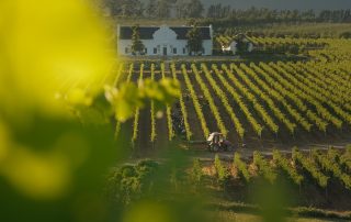 Brookdale Estate harvest scene in Paarl 1